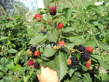 Вон (Von) (к/с)